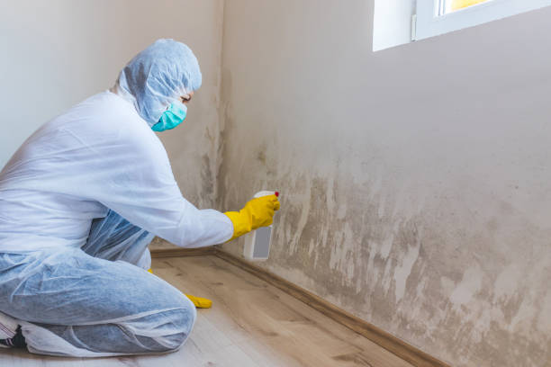 Mold Testing and Removal in Cleveland, TN